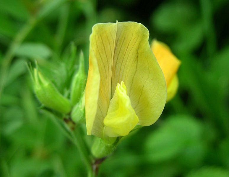 Vicia grandiflora / Veccia farfallona
